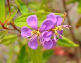 Melastoma malabathricum. Цветки. Таиланд, остров Пханган. 22.06.2013.