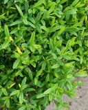 Hypericum frondosum