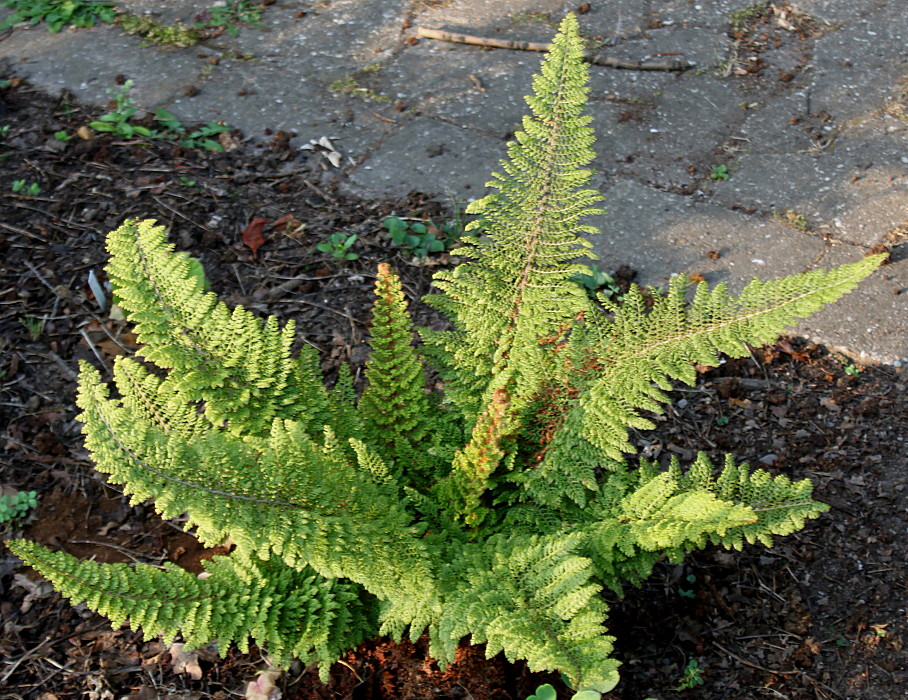 Image of Polystichum setiferum specimen.