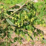 Humulus lupulus. Часть плодоносящего растения. Ростовская обл., Неклиновский р-н, Троицкое с/п, дол. р. Миус, на тростнике. 14.09.2013.