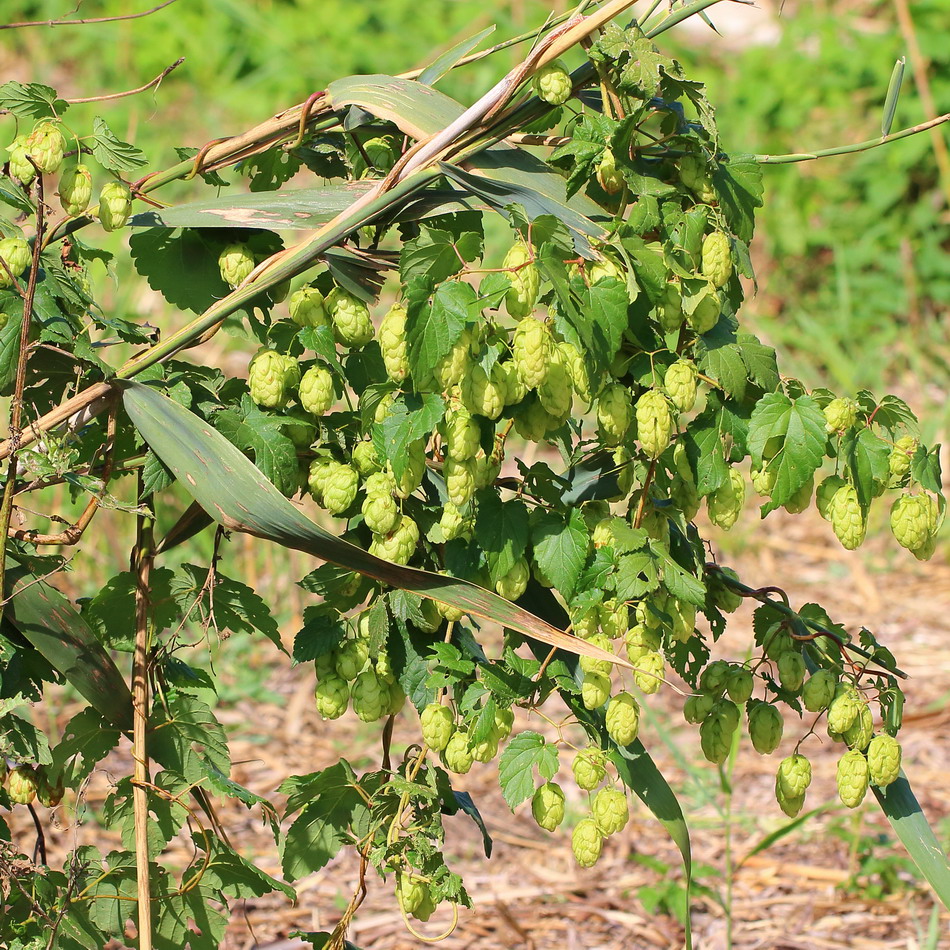 Изображение особи Humulus lupulus.