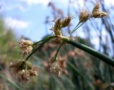 Schoenoplectus tabernaemontani. Соцветие. Ростовская обл., Неклиновский р-н, Миусский лиман, окр. хутора Дарагановка. 14.08.2012.