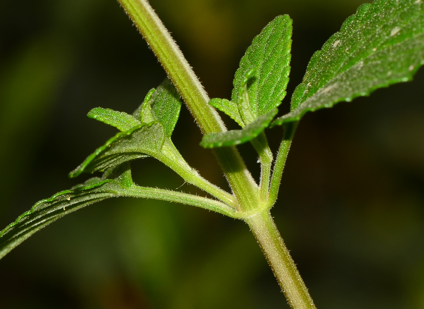 Image of Salvia microphylla specimen.