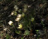 Pulsatilla orientali-sibirica