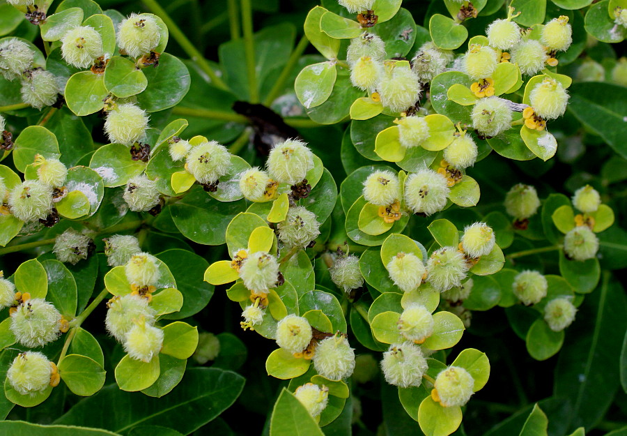 Изображение особи Euphorbia villosa.