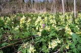 Corydalis bracteata