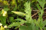 Glaucium corniculatum