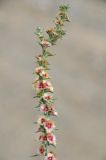 Salsola rosacea