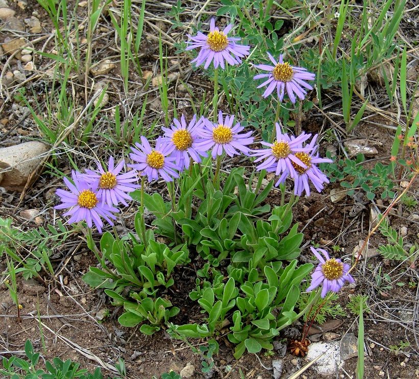 Изображение особи Aster alpinus.