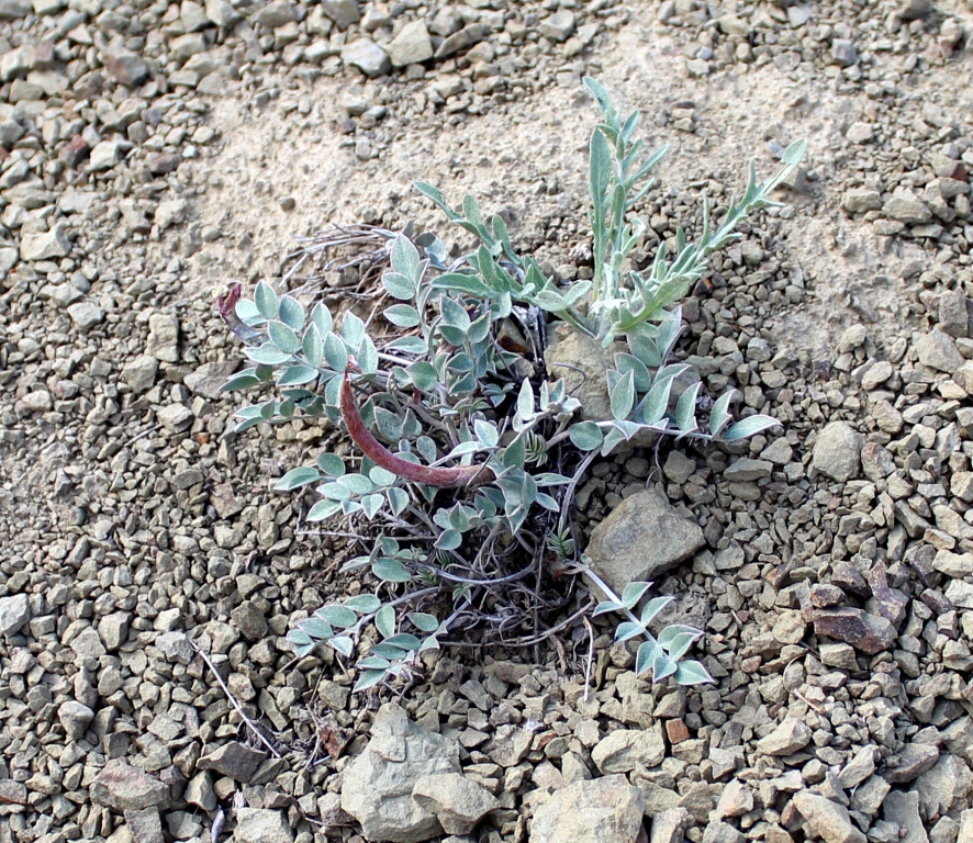 Изображение особи Astragalus stictolobus.