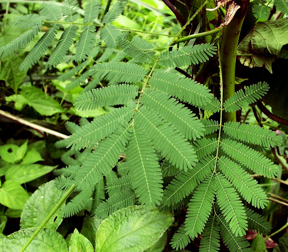 Изображение особи Mimosa pudica.