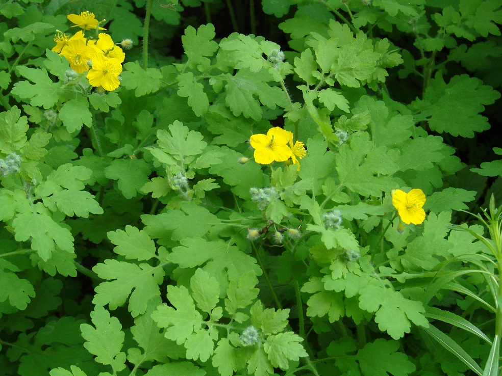 Изображение особи Chelidonium majus.