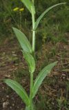 Camelina microcarpa