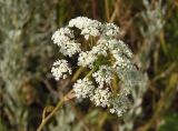 Pimpinella saxifraga. Соцветие. Украина, Запорожский р-н, Дурная балка, разнотравная степь. 17.07.2016.