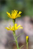 Hieracium filifolium. Верхушка побега с соцветием. Ленинградская обл., Лужский р-н, окр. оз. Лебевое, беломошный сосновый бор. 28.08.2016.