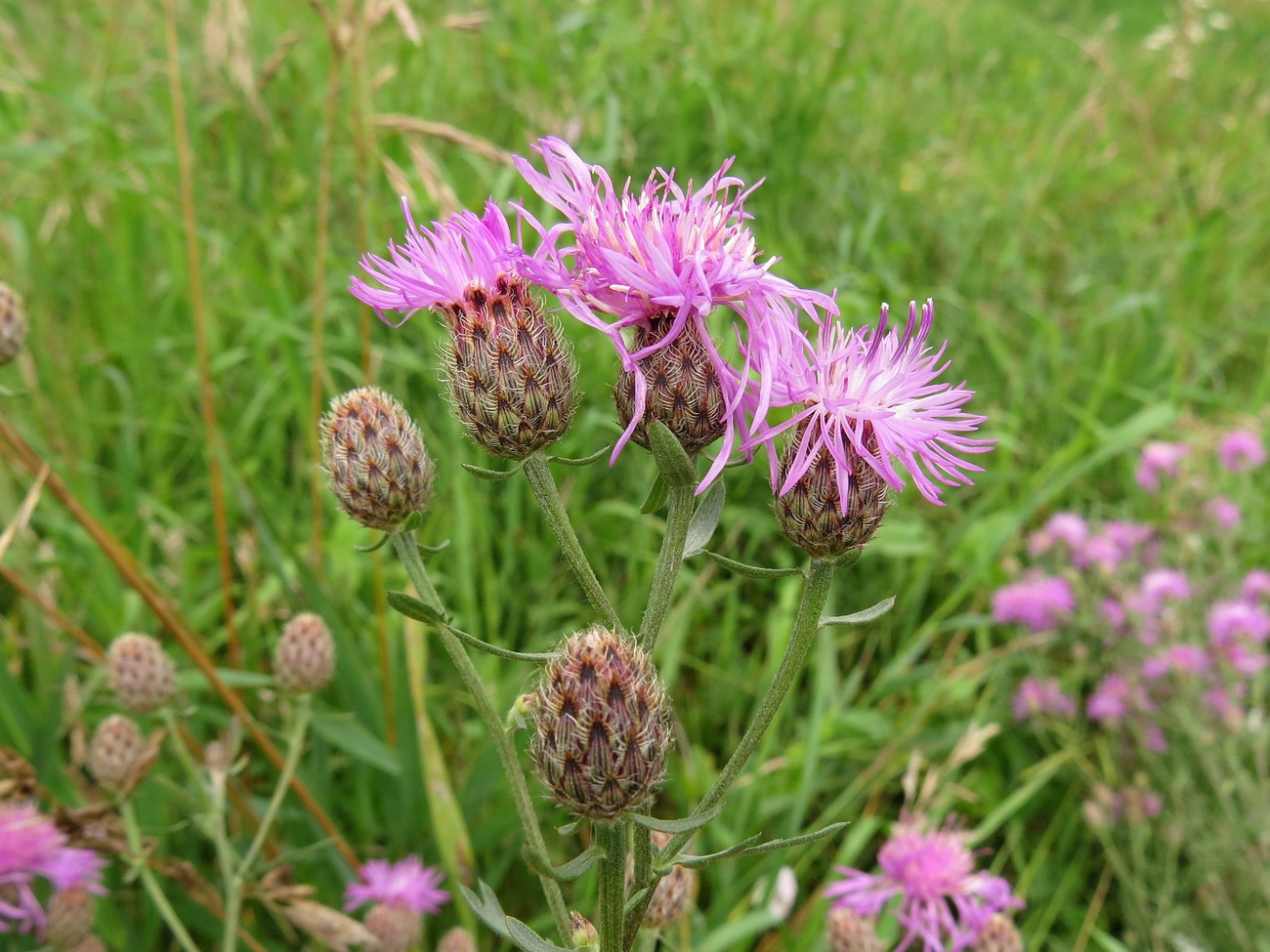 Изображение особи Centaurea stoebe.