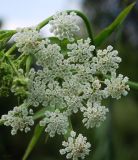 Sium latifolium