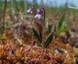 Pinguicula villosa. Верхушка цветущего растения. Магаданская обл., окр. г. Магадан, п-ов Старицкого, сфагновое болото. 06.07.2018.