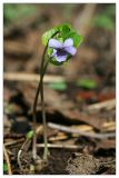 Viola epipsila. Цветущее растение. Республика Татарстан, Волжско-Камский заповедник. 09.05.2010.