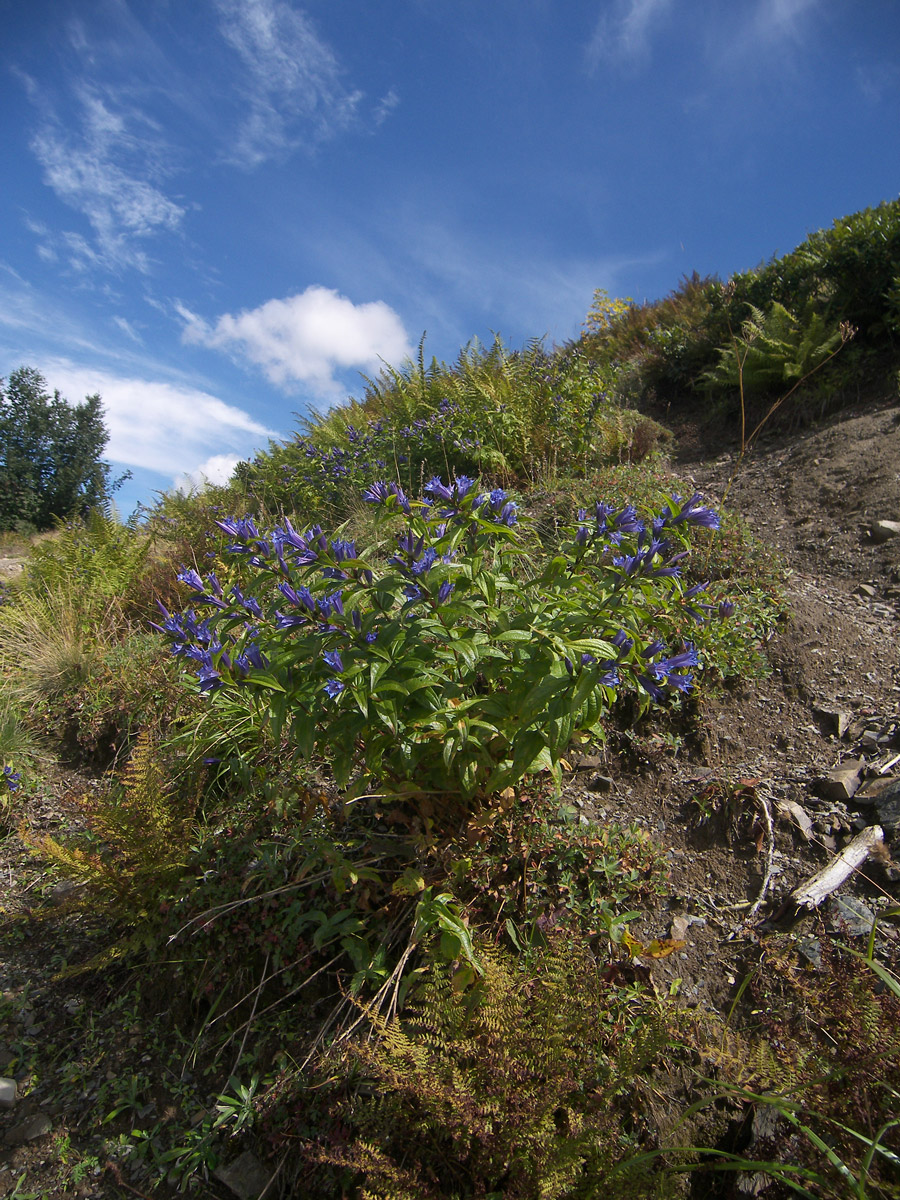 Изображение особи Gentiana schistocalyx.