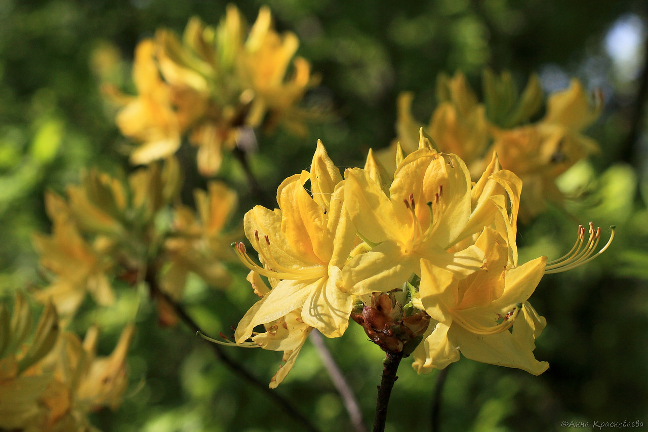 Изображение особи Rhododendron luteum.