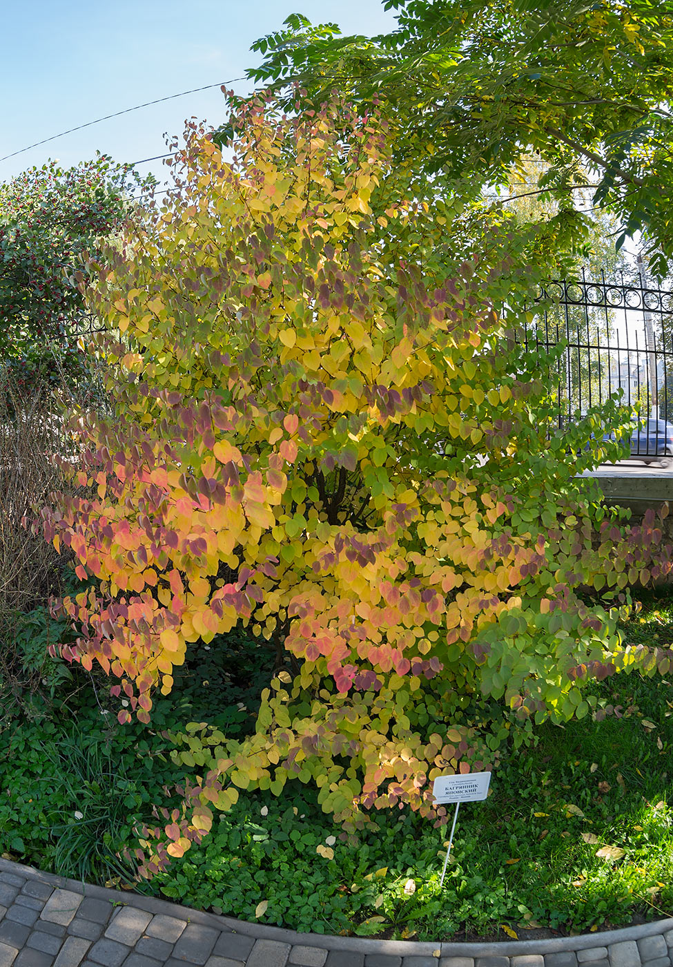 Image of Cercidiphyllum japonicum specimen.