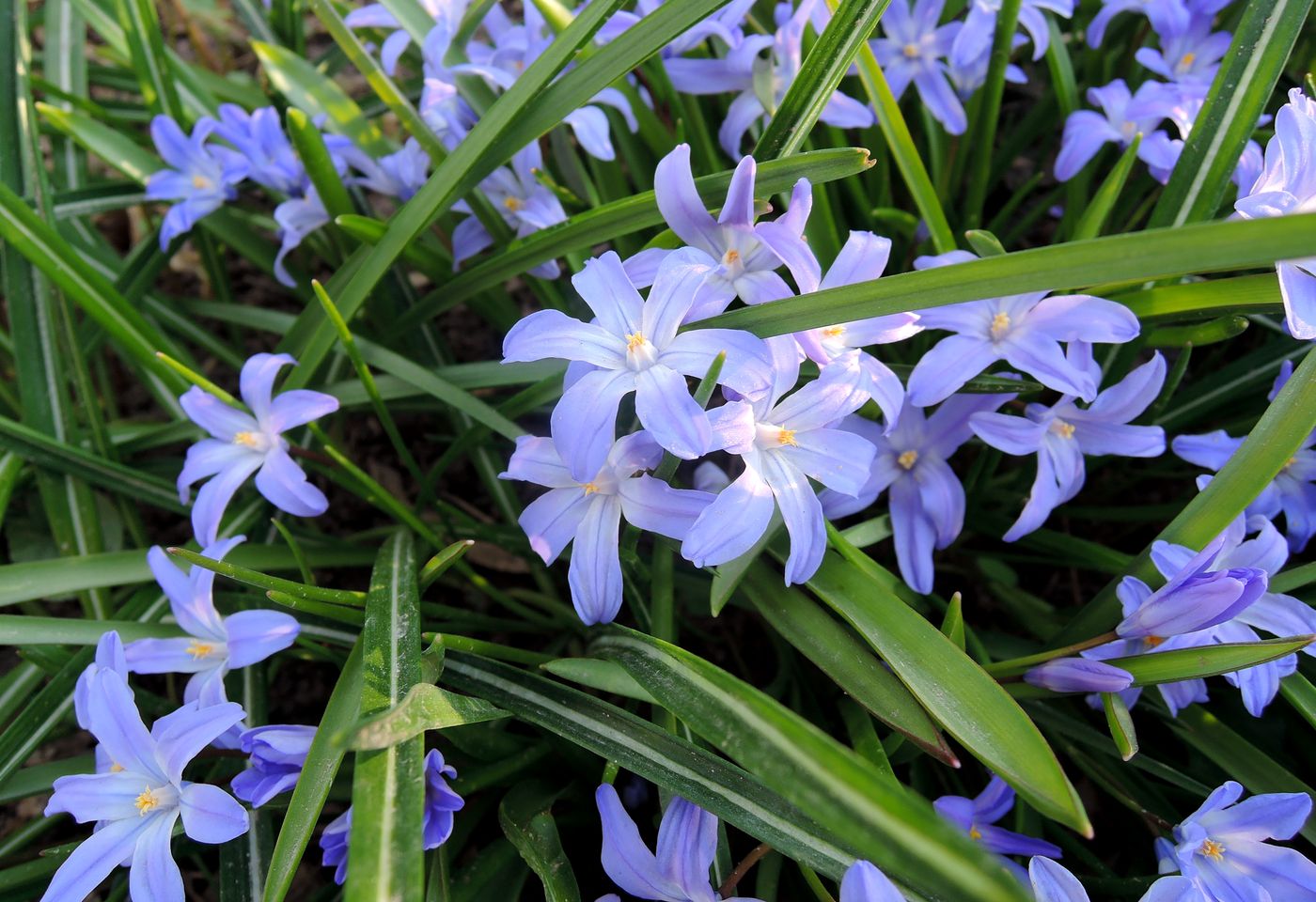 Изображение особи Chionodoxa forbesii.