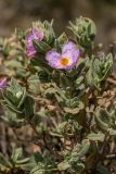 Cistus albidus. Верхушки цветущих побегов. Испания, Каталония, провинция Жирона, комарка Альт-Эмпорда, муниципалитет Кадакес, мыс Креус, скальный выступ. 01.04.2019.