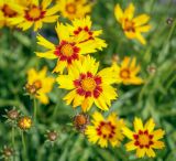 Coreopsis grandiflora. Соцветия. Санкт-Петербург, Петродворцовый р-н, Петергоф, Нижний парк, клумба. 09.09.2020.