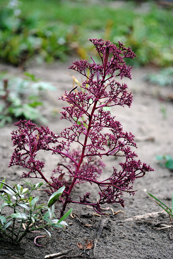 Изображение особи Teloxys aristata.