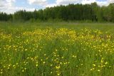 Ranunculus acris