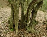 Parrotia persica