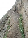 Stellaria ruscifolia