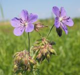 Geranium pratense