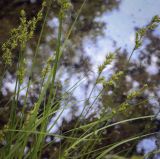 Carex elongata