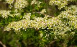 genus Spiraea