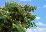 Albizia julibrissin