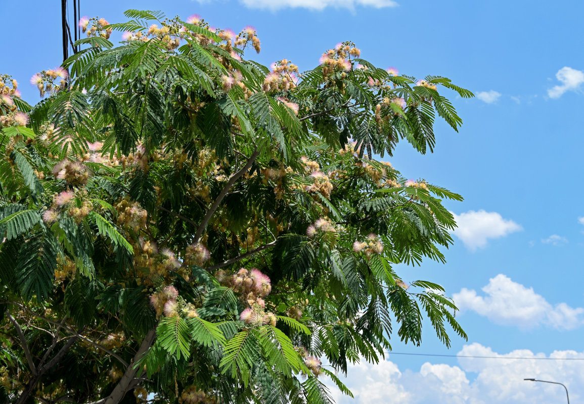 Изображение особи Albizia julibrissin.