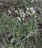 Astragalus ortholobus