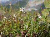 Euphrasia petiolaris