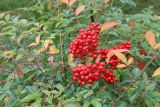 Nandina domestica