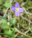 Arabis verna