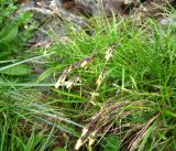 Carex huetiana