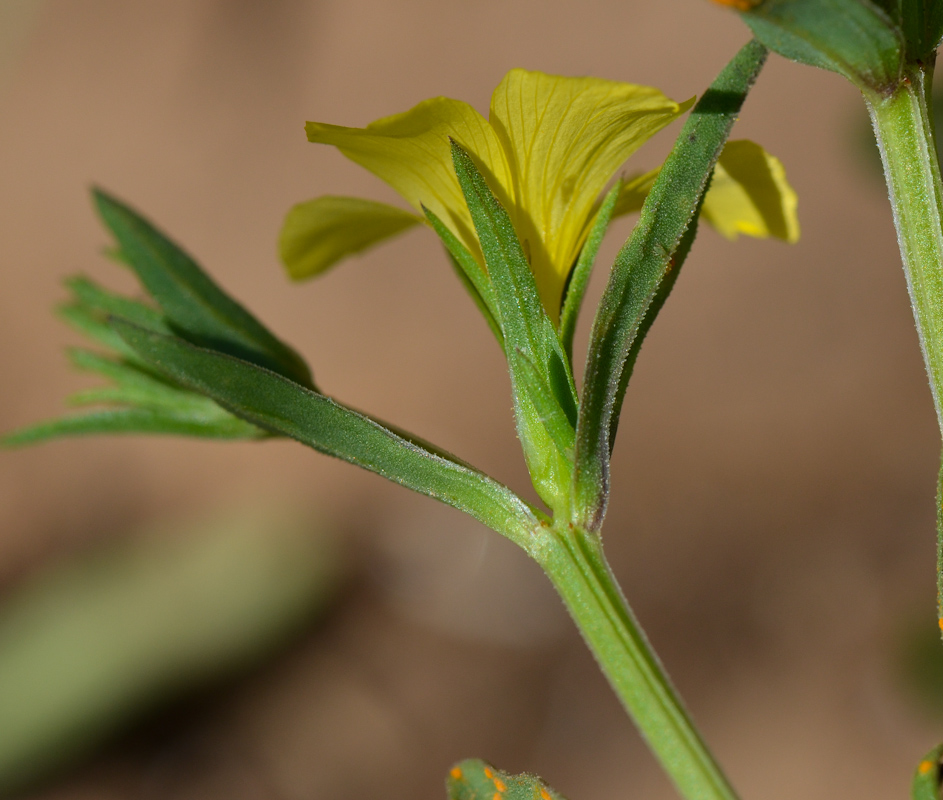 Изображение особи Linum nodiflorum.