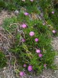 Carpobrotus acinaciformis. Цветущие растения на скале. Турция, пров. Анталья, окр. г. Кемер. 01.05.2012.