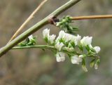 Melilotus tauricus. Соцветие. Зап. Крым, г. Саки, берег оз. Сакское в р-не санатория \"Полтава\". 31.08.2011.