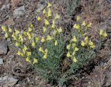 Linaria uralensis