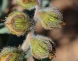 Helianthemum stipulatum