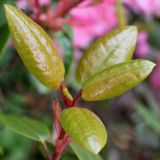 род Rhododendron