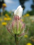 Crepis rhoeadifolia